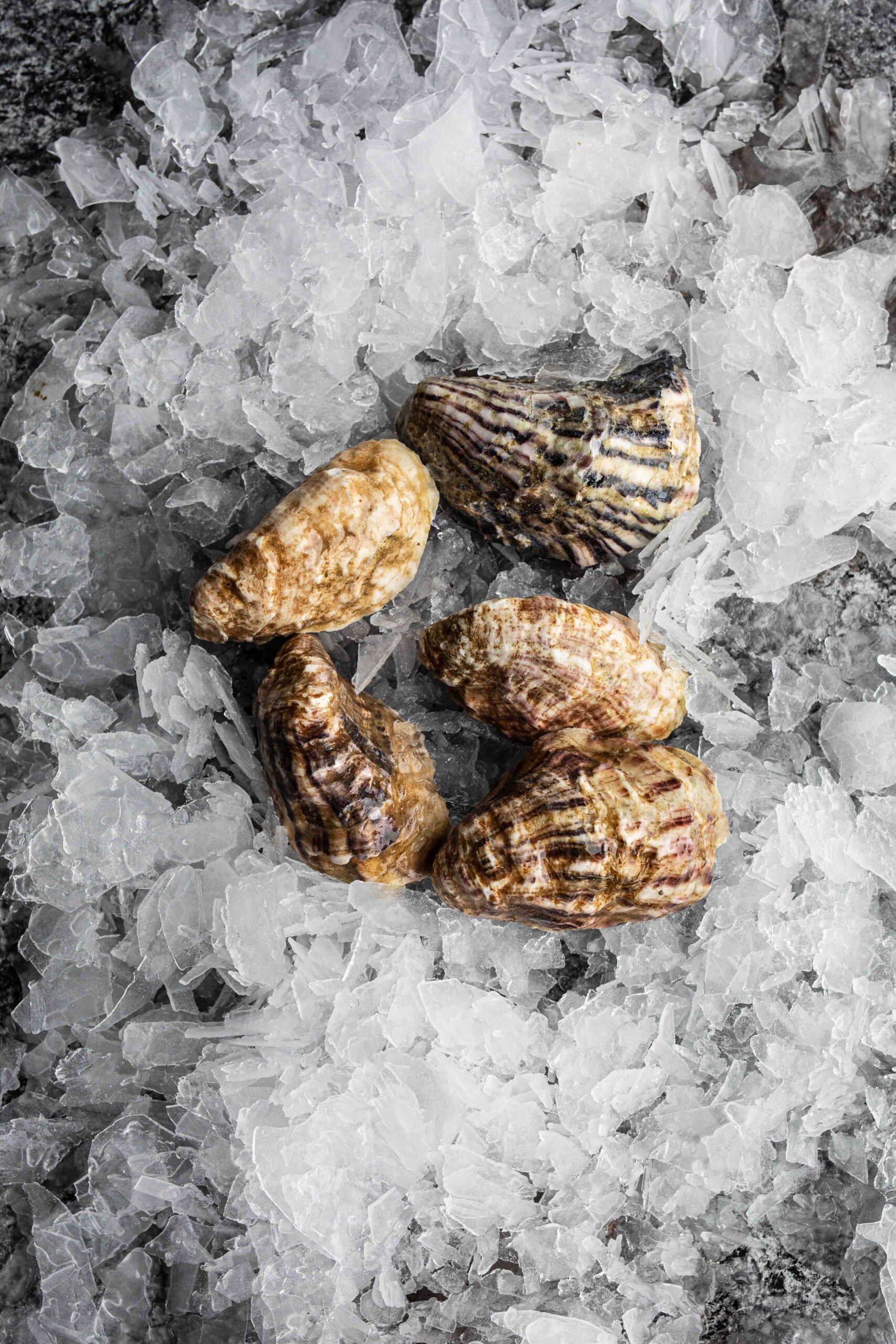 Large Agate (Pacific) Oysters - Image 3